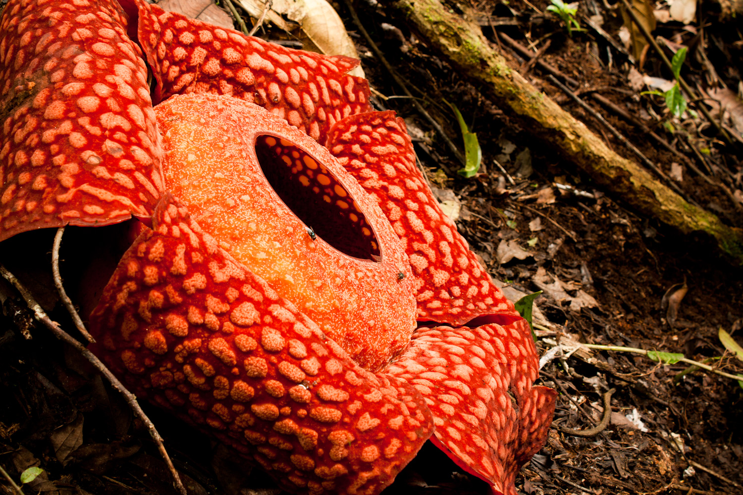 Rafflesia Flower Wonk Gone Wild